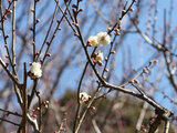 Prunus mume 'Myojo'