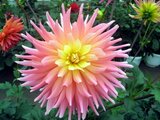 Dahlia