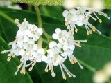 Japanese beautyberry albibacca