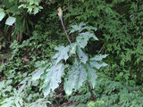 Jack in the pulpit