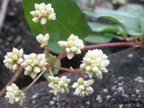 Persicaria chinensis