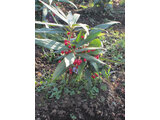 Ardisia japonica