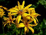 Ligularia dentata