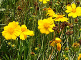 Coreopsis lanceolata