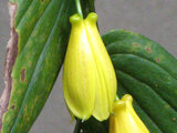 Tricyrtis macrantha