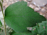 Hibiscus syriacus