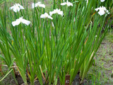 Japanese Iris 'Matsugae'