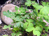 Aquilegia buergeriana