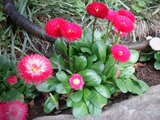 Bellis perennis