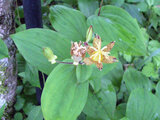 Tricyrtis latifolia