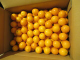 Kumquat