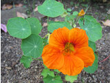 Garden nasturtium