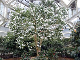 Camellia yuhsienensis