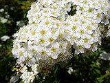 Reeve's spiraea