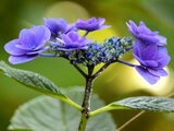 Hydrangea macrophylla