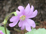 Primula reinii