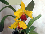 Cattleya