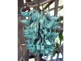 Jade vine