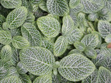 Fittonia albivenis