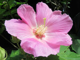 Hibiscus mutabilis