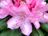 Rhododendron