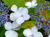 Hydrangea macrophylla