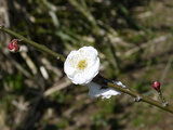 Prunus mume 'sohaku-taikaku' 