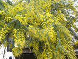 Acacia baileyana