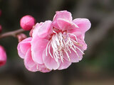 Ume