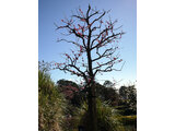 Prunus mume "Ginkoutaikaku"