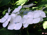 額紫陽花　ユングフラウ ホワイト