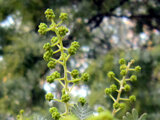 Acacia baileyana