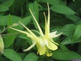 Aquilegia