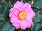 Camellia sasanqua 'Egao(smile)'