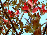 Flowering dogwood