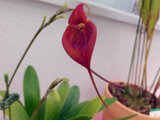 Masdevallia ayabacana