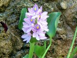 Eichhornia crassipes