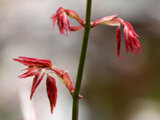 Asian Beaked Hazel