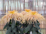 管物 菊