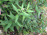 Eupatorium sachalinense