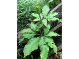 Jack in the pulpit