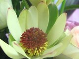 Leucadendron Discolor