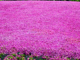 Moss phlox 