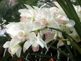 Cymbidium