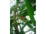 Flying Spider-monkey Tree Fern