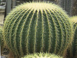 golden barrel cactus