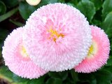 Bellis perennis