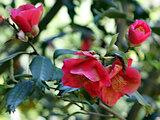 Camellia Kingyoba-Tsubaki