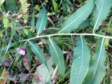 Cirsium nipponicum