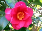 Camellia sasanqua